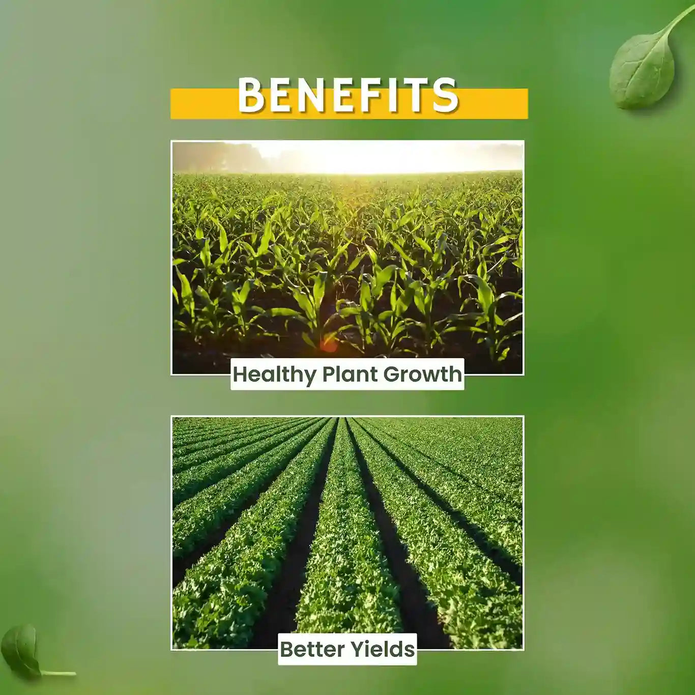 Green garden vibes Zinc fertiliser edta 12%
Best quality zinc fertiliser edta 12%
