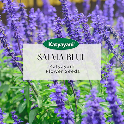 GGV Salvia Blue Flowering Seeds
