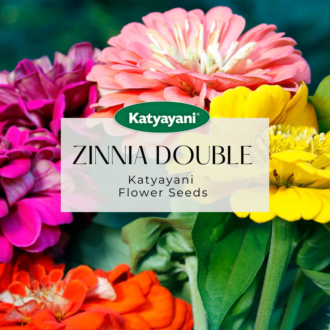 GGV Zinnia Double Mix Flowering Seeds(200 Seeds per packet)