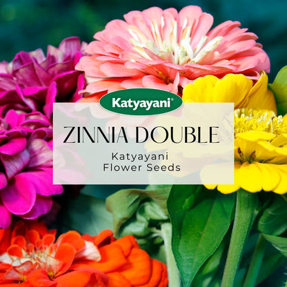 GGV Zinnia Double Mix Flowering Seeds(200 Seeds per packet)
