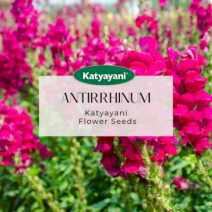 GGV Antirrhinum Flowering Seeds
