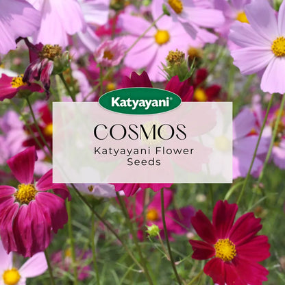 GGV Cosmos Sulphureus Flowering Seeds