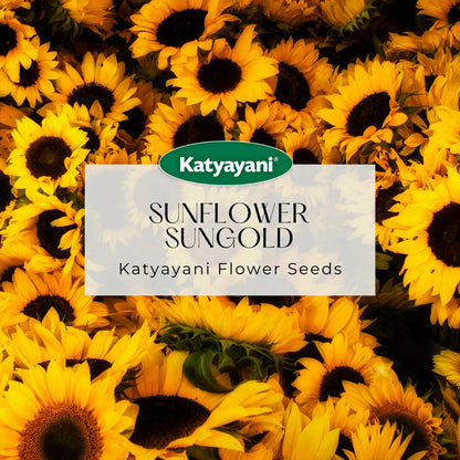 GGV Sunflower Sungold Flowering Seeds Green Garden Vibes Canada