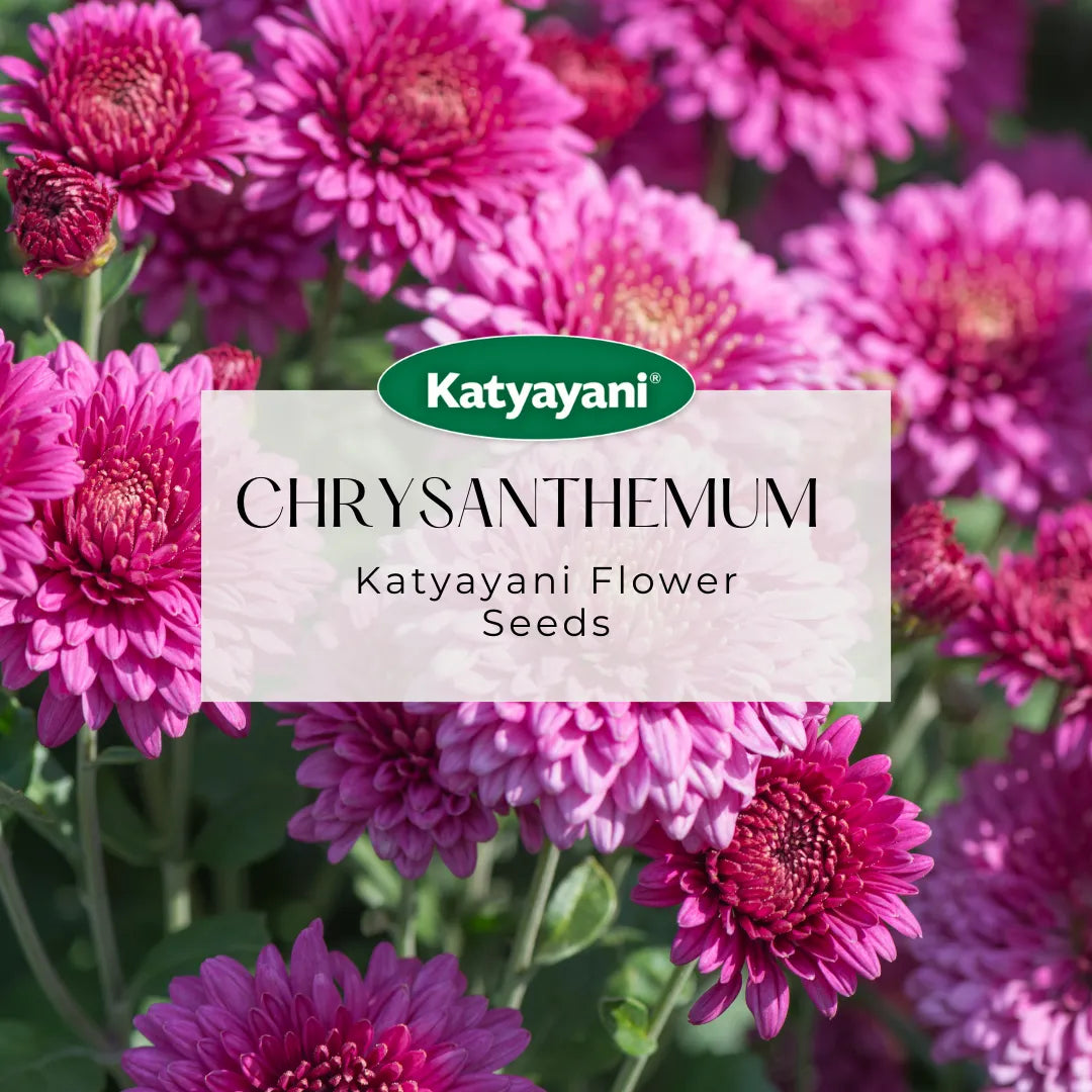 GGV Chrysanthemum Mix Flowering Seeds