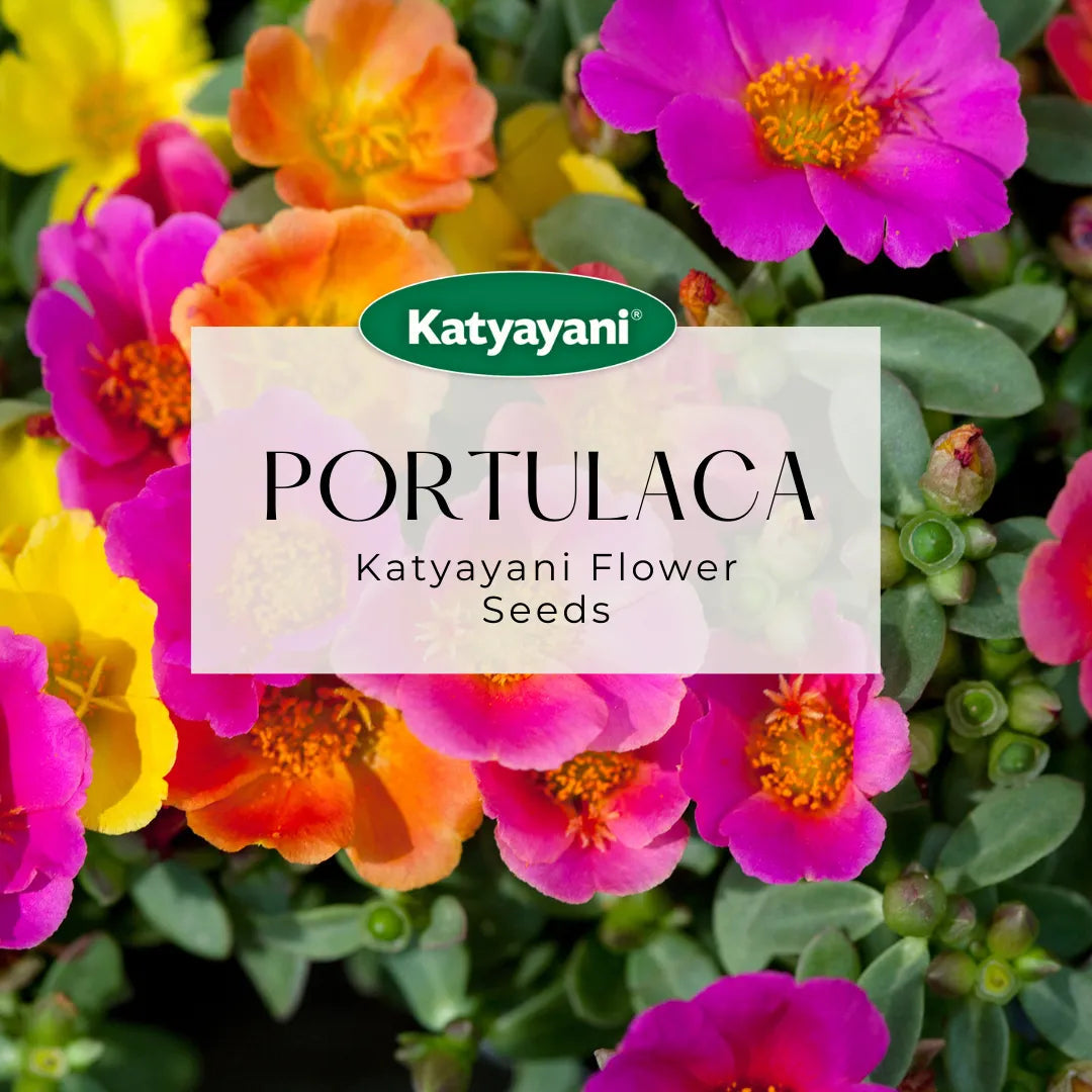 GGV Portulaca Mix Flowering Seeds Green Garden Vibes Canada