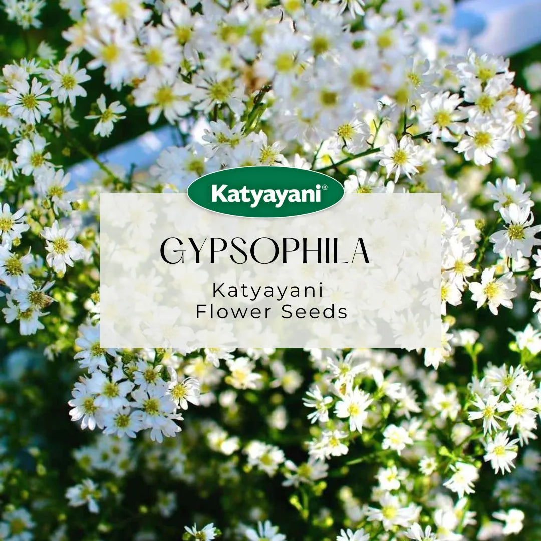 GGV Gypsophila Flowering Seeds Green Garden Vibes