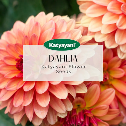 GGV Dahlia Flowering Seeds