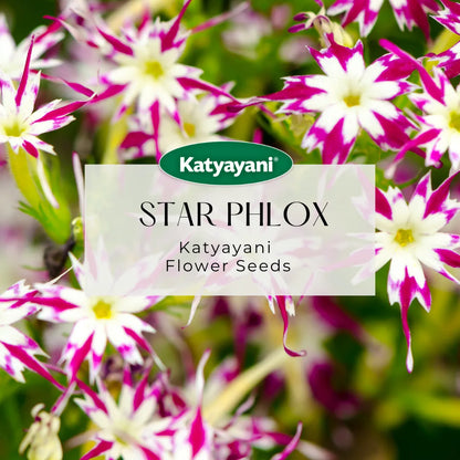 GGV Star Phlox Mix Flowering Seeds