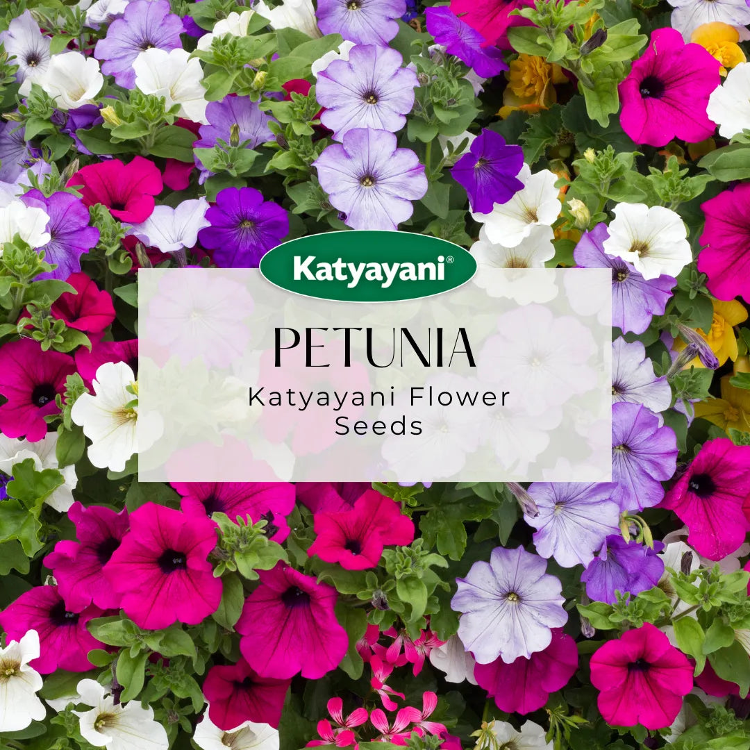 GGV Petunia Double Mix Flowering Seeds(80 Seeds Per Packet)