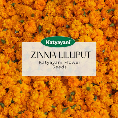 GGV Zinnia Lilliput Mix Flowering Seeds (600 Seeds per Packet)