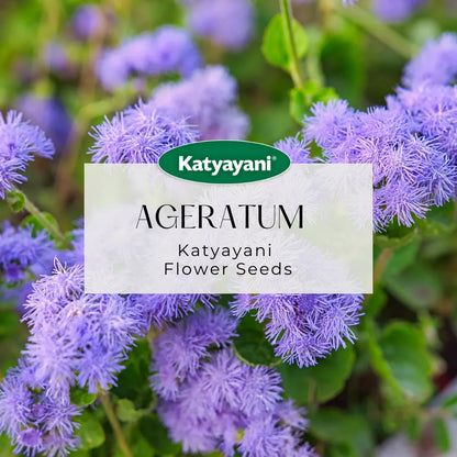 GGV Ageratum Flowering Seeds