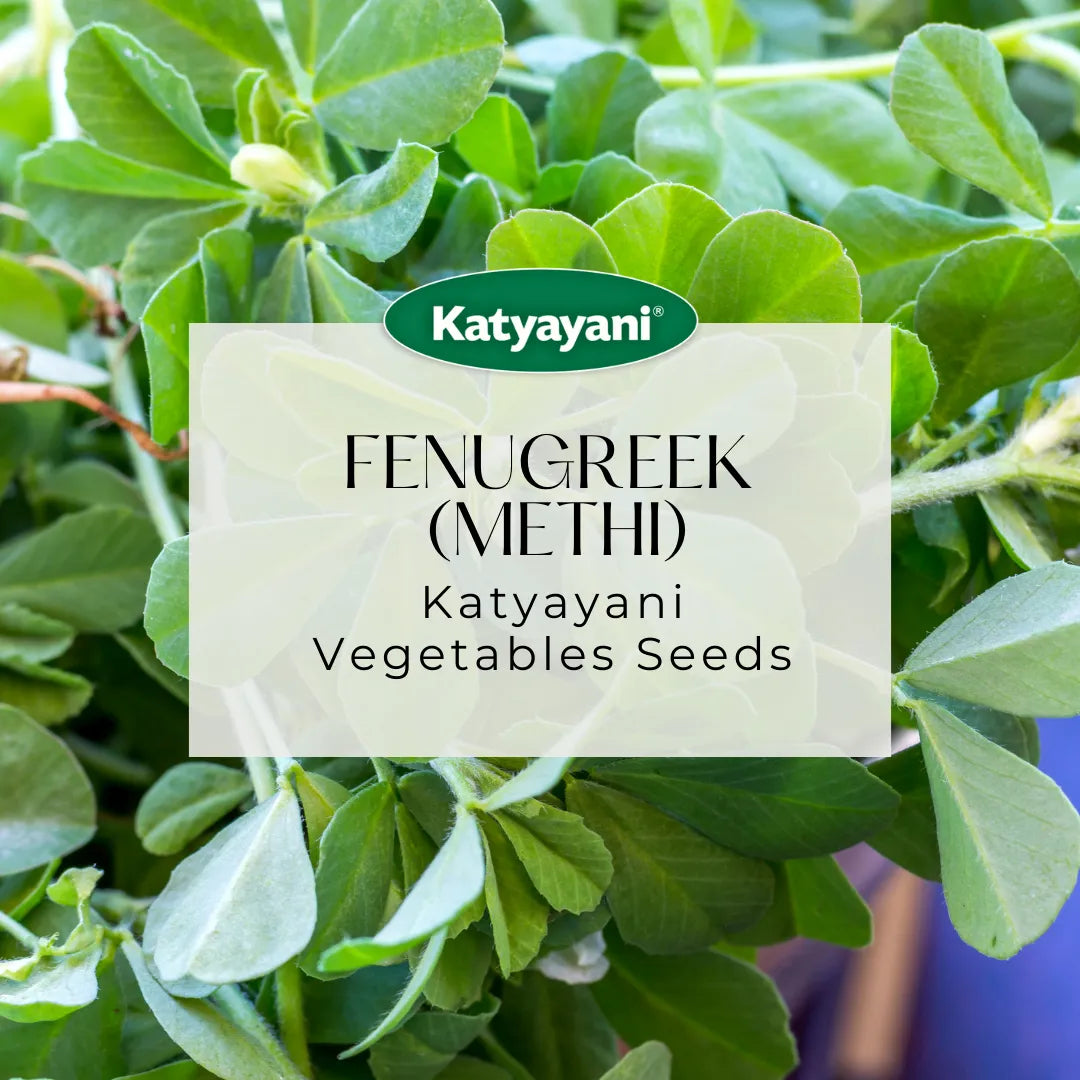 GGV Fenugreek  (Methi) Microgreen Seeds