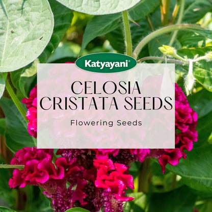 GGV Celosia Cristata Flowering Seeds