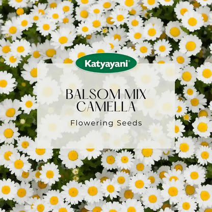 GGV Balsom Mix Camella Flowering Seeds