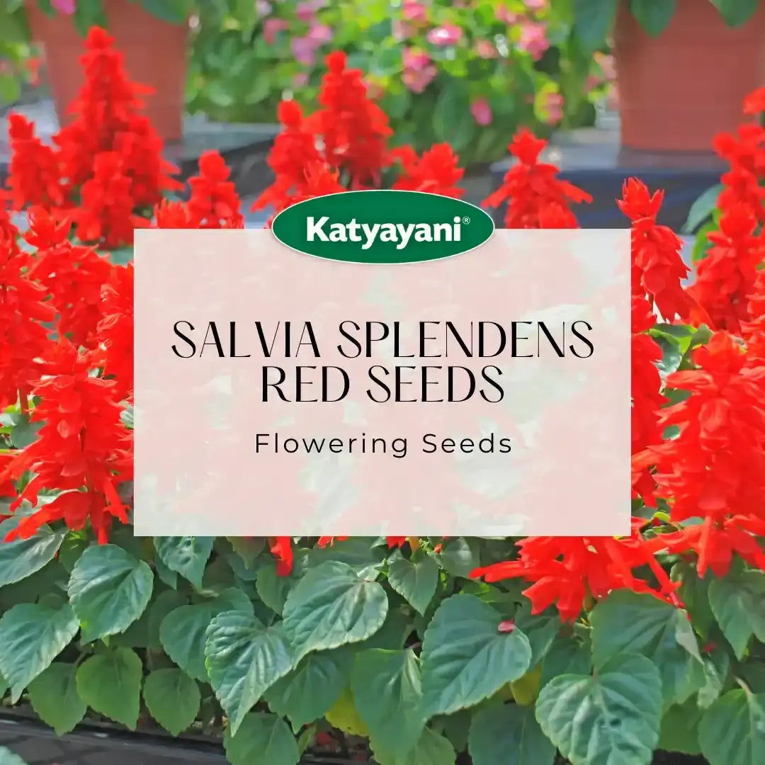 GGV Salvia Splendens Red Flowering Seeds