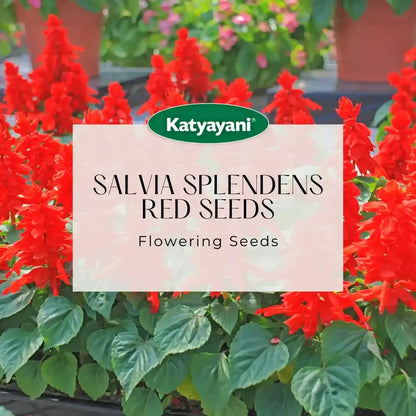 GGV Salvia Splendens Red Flowering Seeds