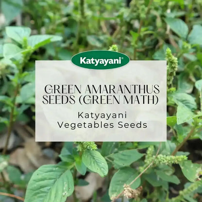 GGV Green Amaranthus (Green Math) Vegetable seeds