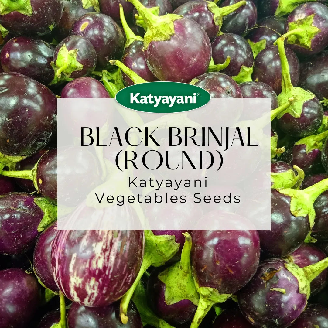 GGV Black brinjal (round) Vegetable Seeds