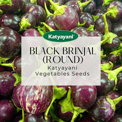 GGV Black brinjal (round) Vegetable Seeds