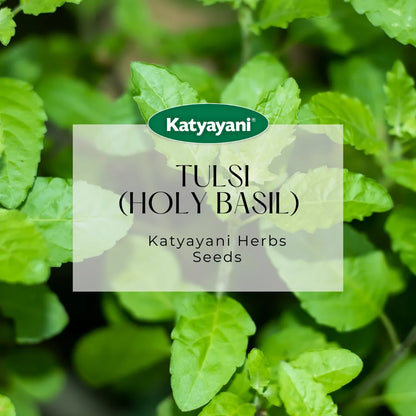 GGV Tulsi  (Holy Basil) Herb seeds