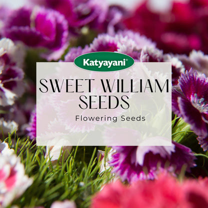 GGV Sweet William mixed Flowering Seeds
