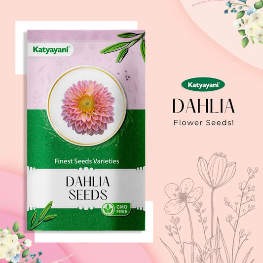 GGV Dahlia Flowering Seeds