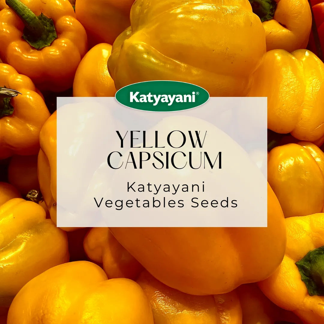 GGV Yellow Capsicum Seeds