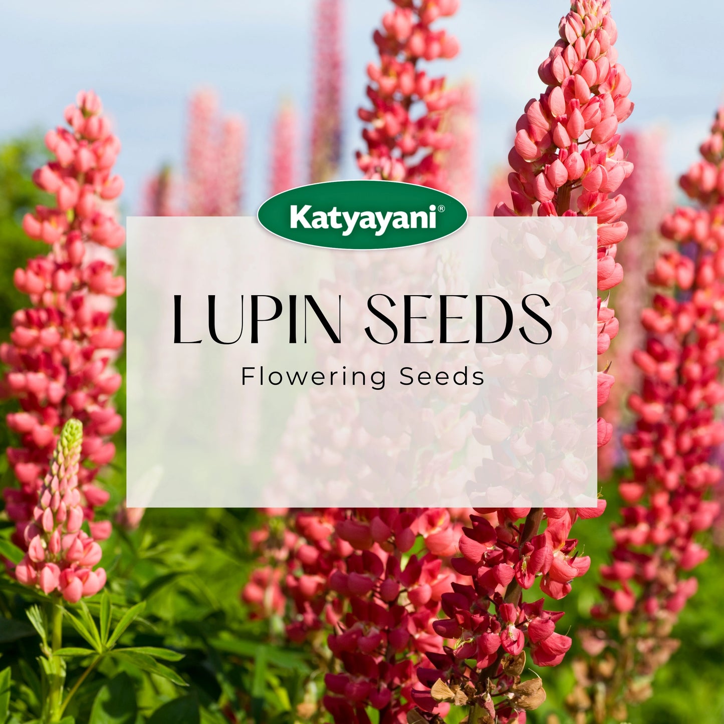 GGV Lupins Flowering Seeds