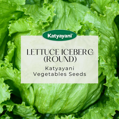 GGV Lettuce Iceberg (round) Vegetable Seeds