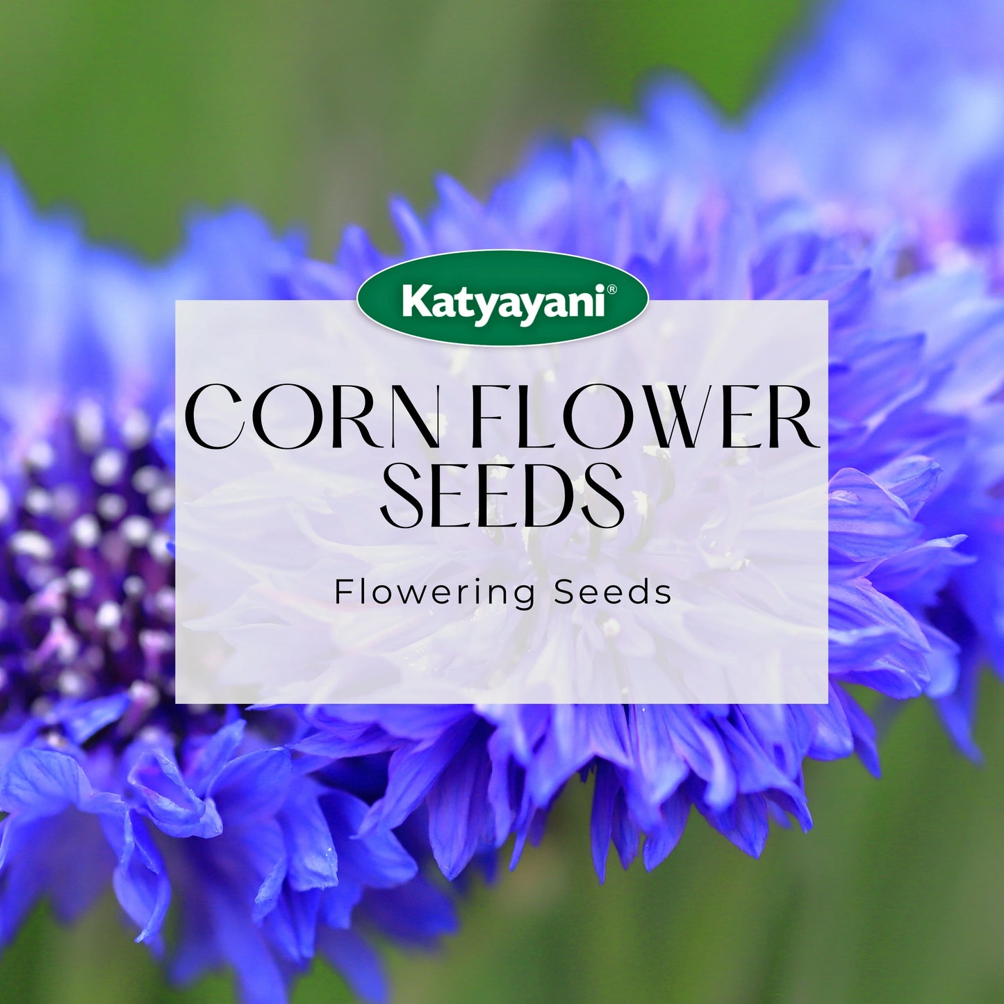 GGV Corn Flower Mix Flowering Seeds