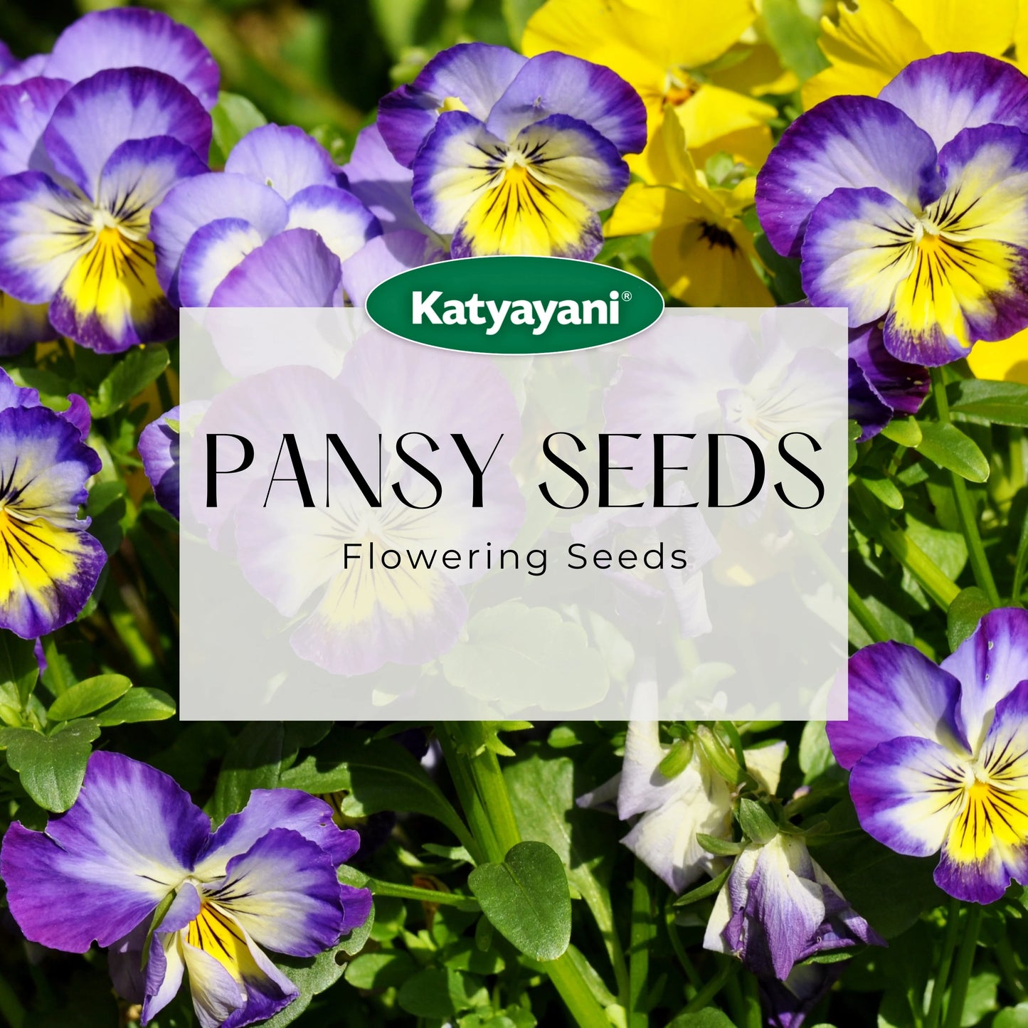 GGV Pansy Swiss Giant Mix Flowering Seeds