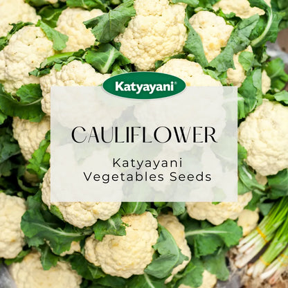 GGV Cauliflower Vegetable Seeds