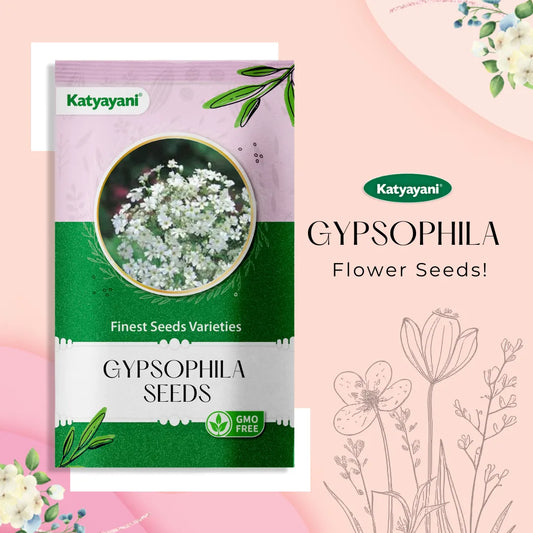 GGV Gypsophila Flowering Seeds