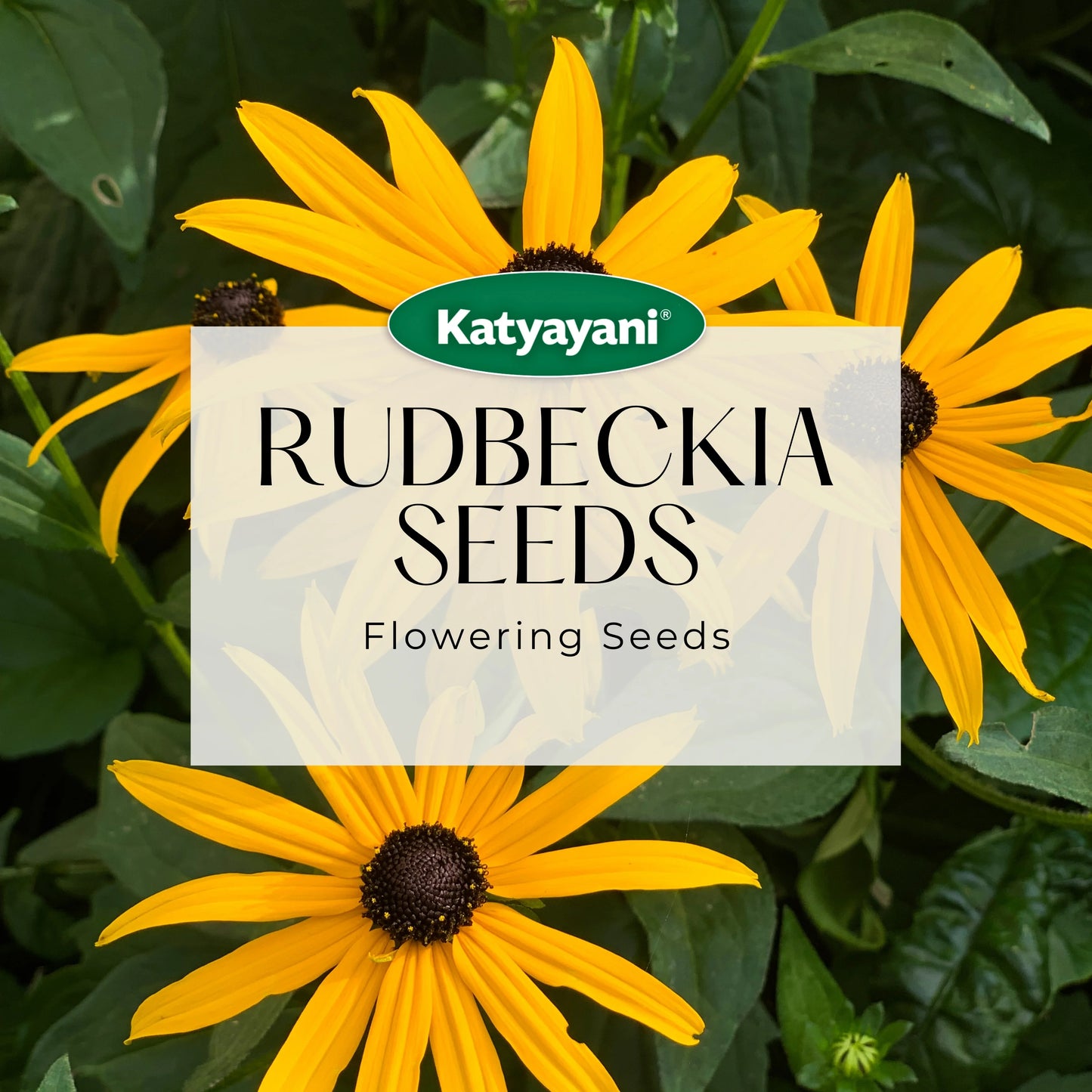 GGV Rudbeckia Flowering Seeds