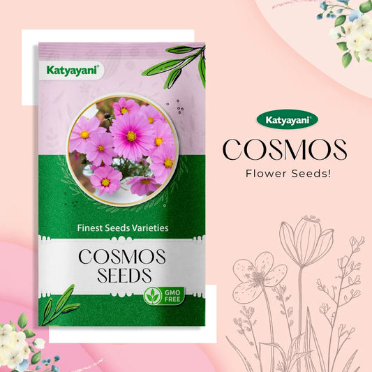 GGV Cosmos Sulphureus Flowering Seeds