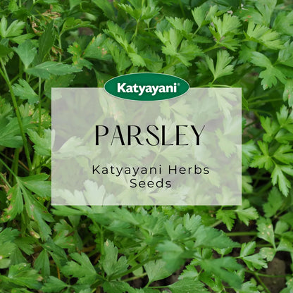 GGV Parsley Curled Herb Seeds
