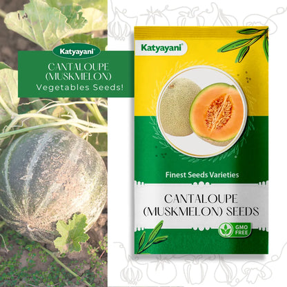 GGV Cantaloupe (Muskmelon) Fruit Seeds