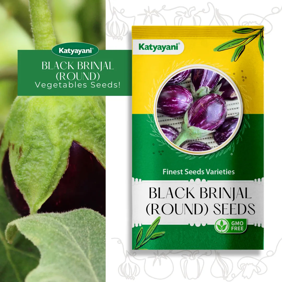 GGV Black brinjal (round) Vegetable Seeds