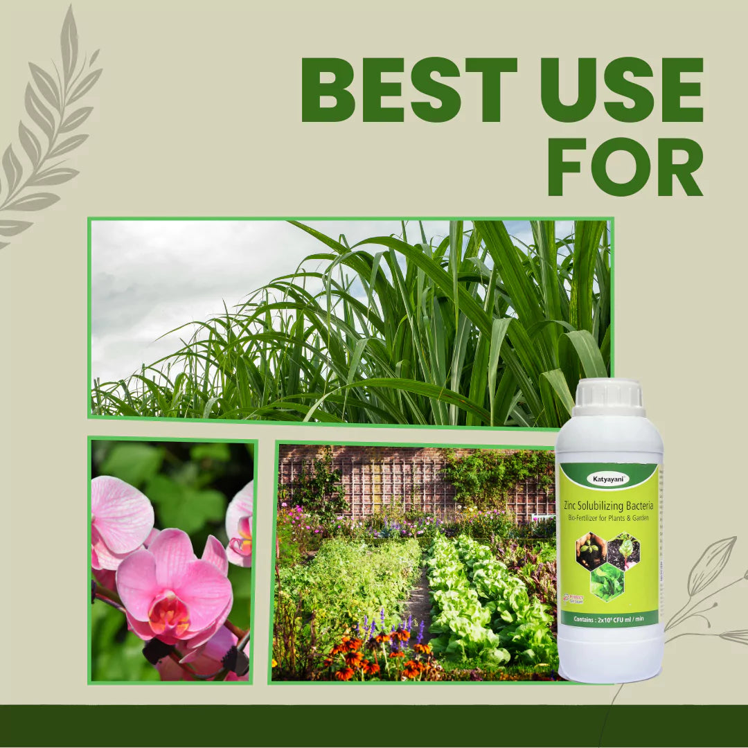 GGV Zinc Solubilizing Bacteria Bio Fertilizer Green Garden Vibes