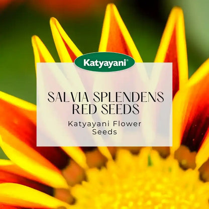 GGV Gazania New Day White Flowering Seeds(100 Seeds per Packet)