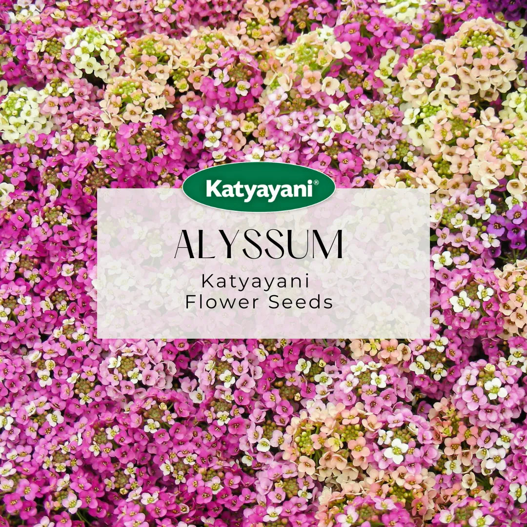 GGV Alyssum Flowering Seeds