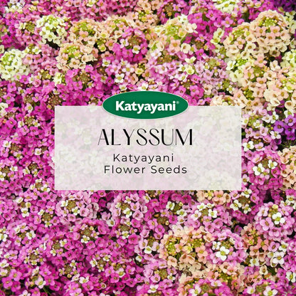 GGV Alyssum Flowering Seeds