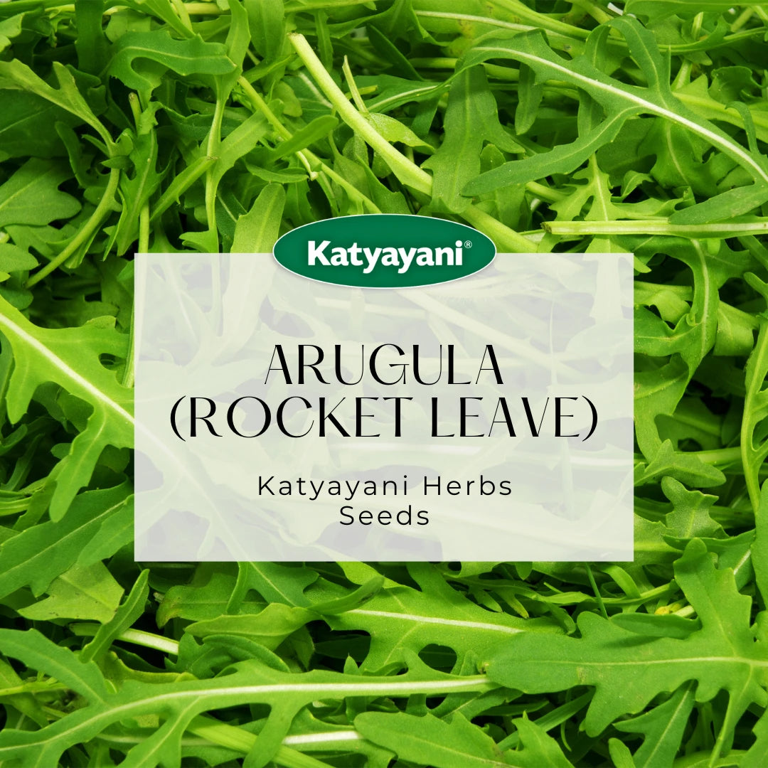 GGV Arugula (Rocket leaves) Herb Seeds