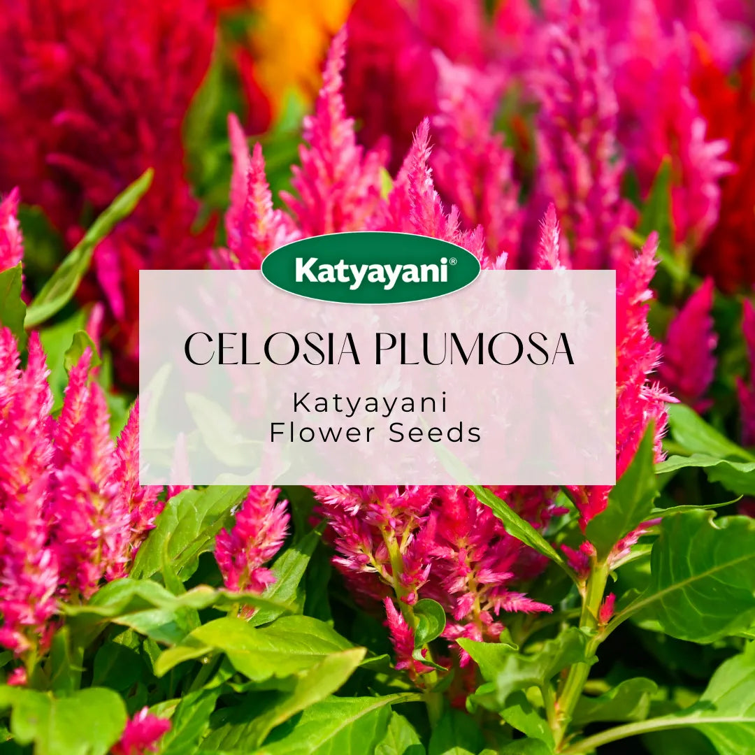 GGV Celosia Plumosa Flowering Seed
