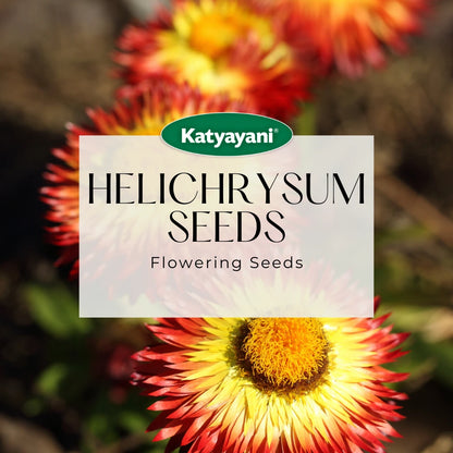 GGV Helichrysum Flowering Seeds