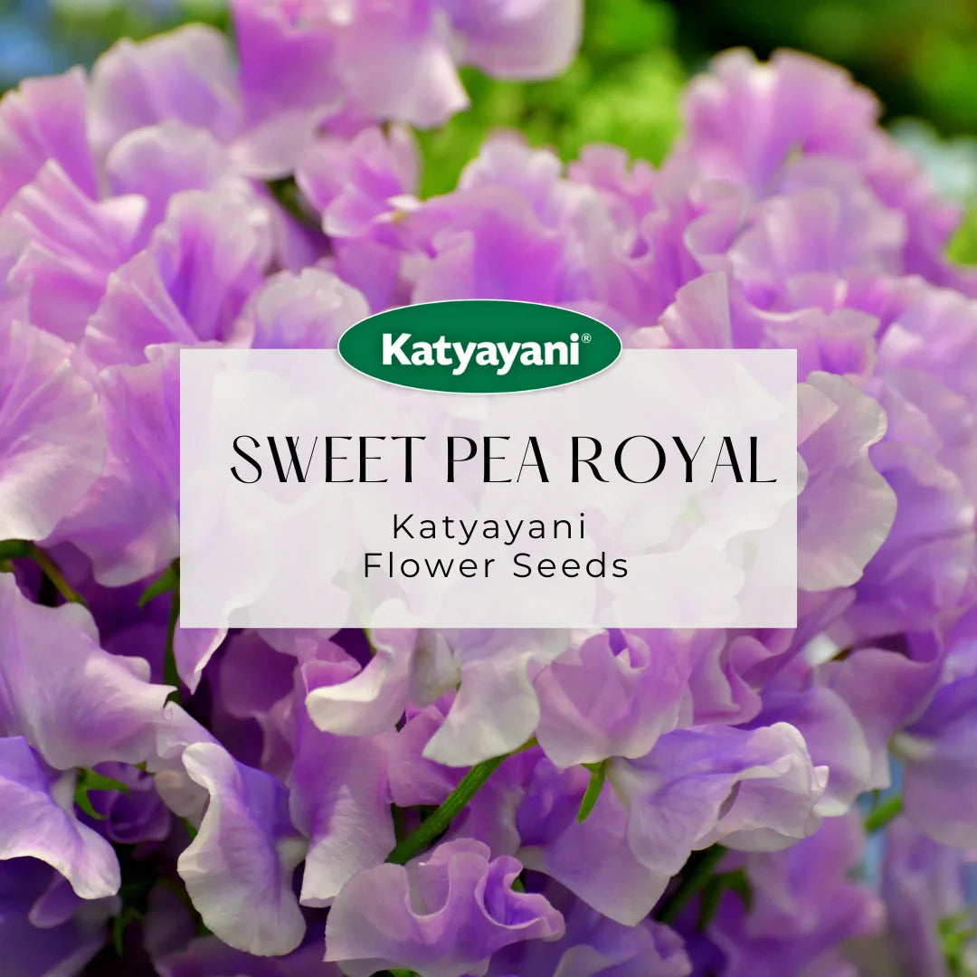 GGV Sweet Pea Royal Mix Flowering Seeds Green Garden Vibes Canada