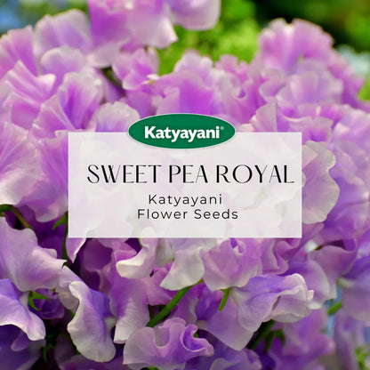 GGV Sweet Pea Royal Mix Flowering Seeds Green Garden Vibes Canada