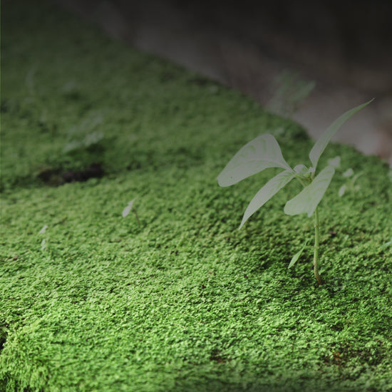 High Purity Copper Sulphate Fungicide for Plants Canada