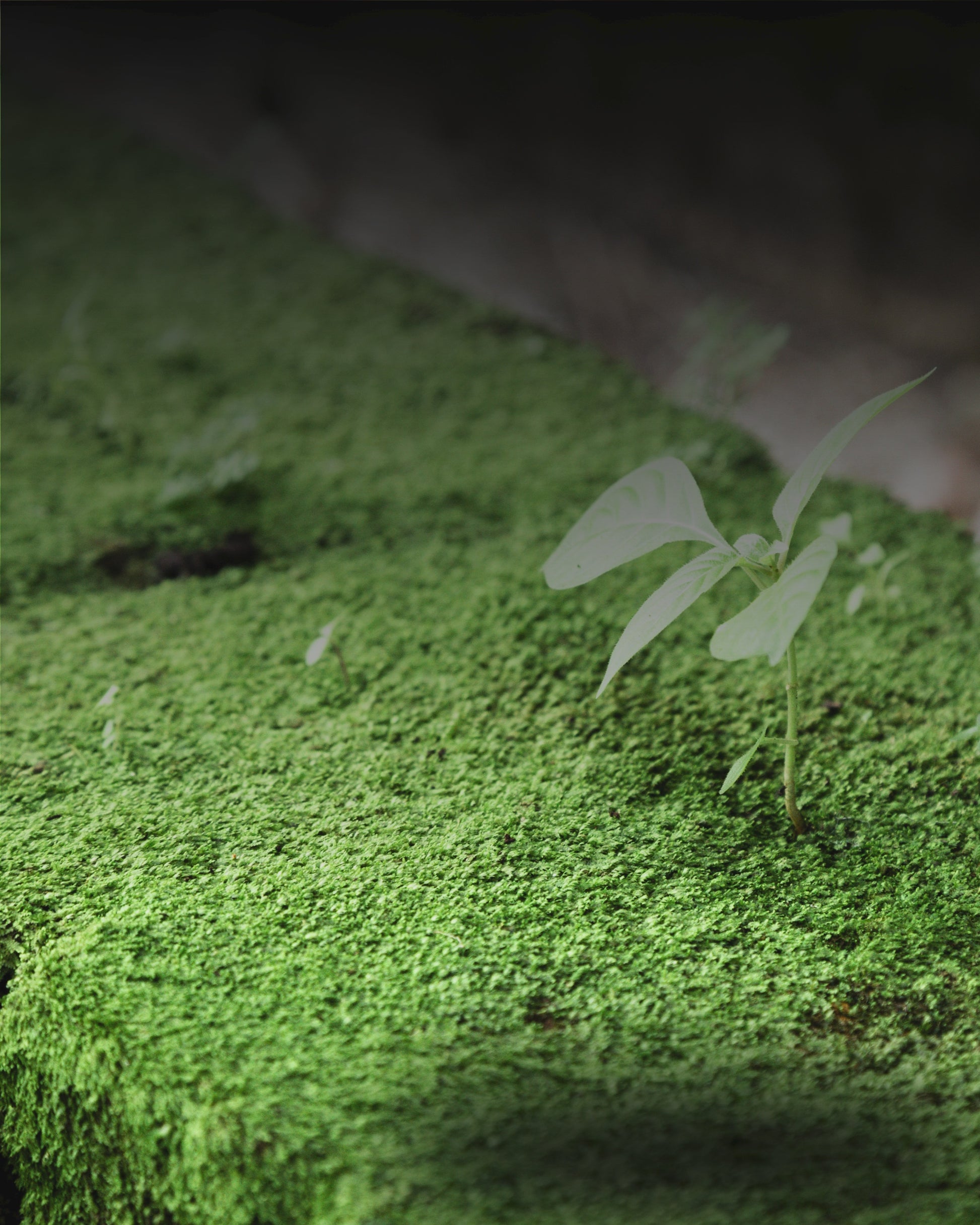 High Purity Copper Sulphate Fungicide for Plants Canada