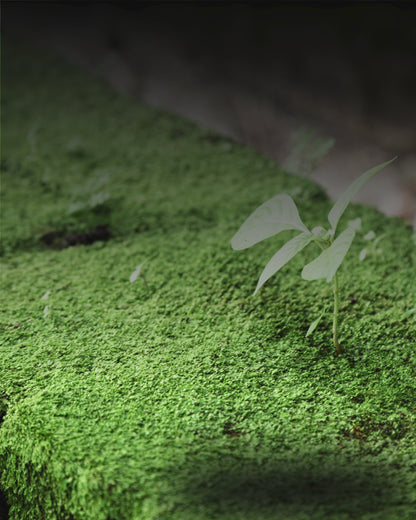 High Purity Copper Sulphate Fungicide for Plants Canada